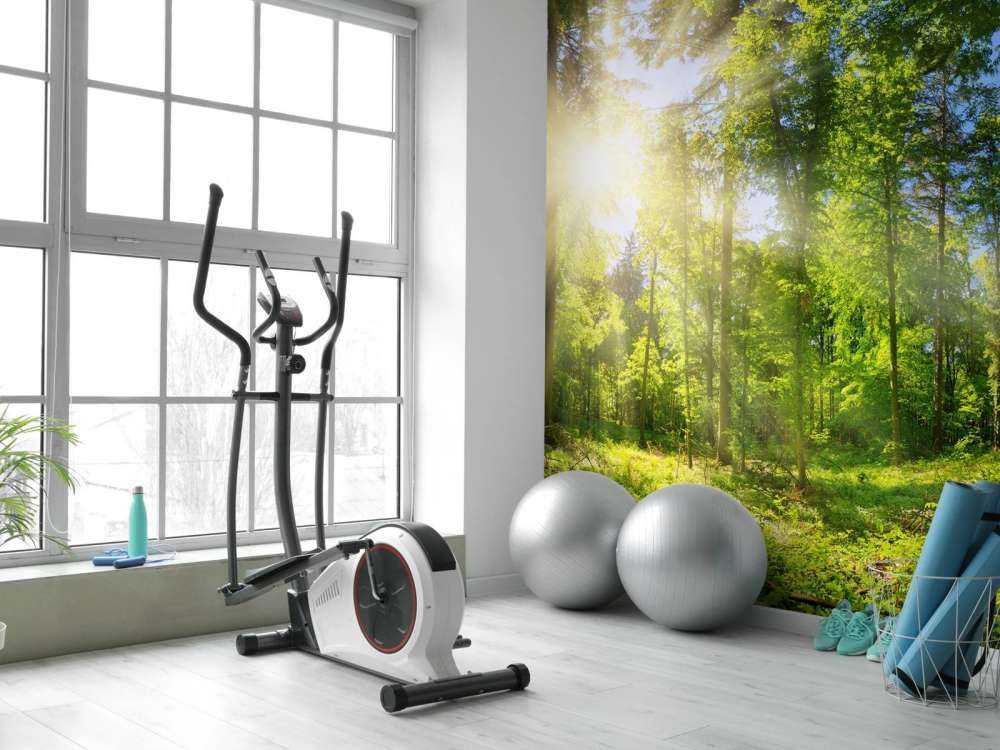 Foresta con raggi di sole