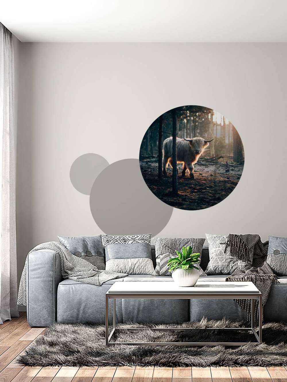 Highlander scozzese bianco