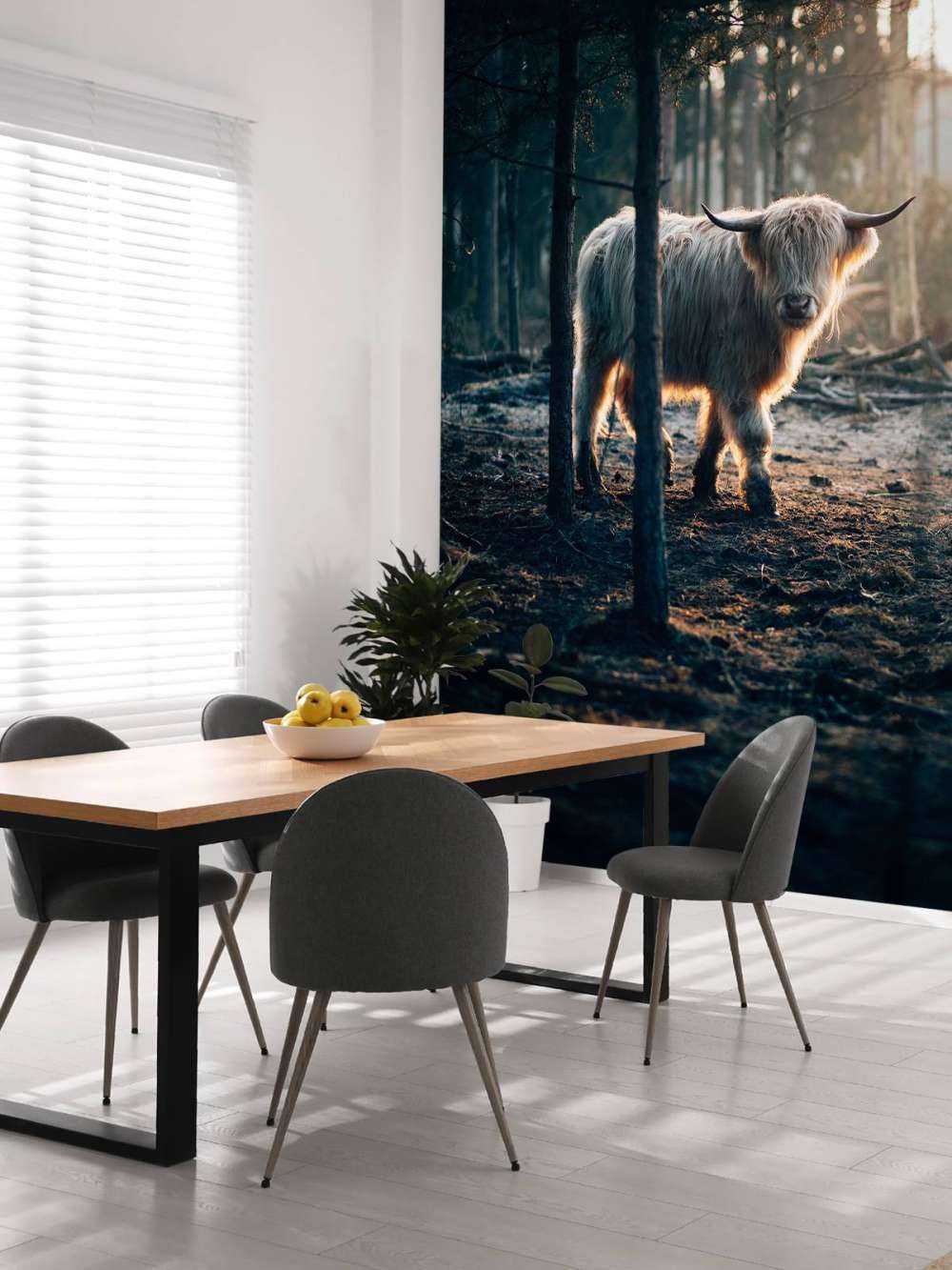 Highlander scozzese bianco