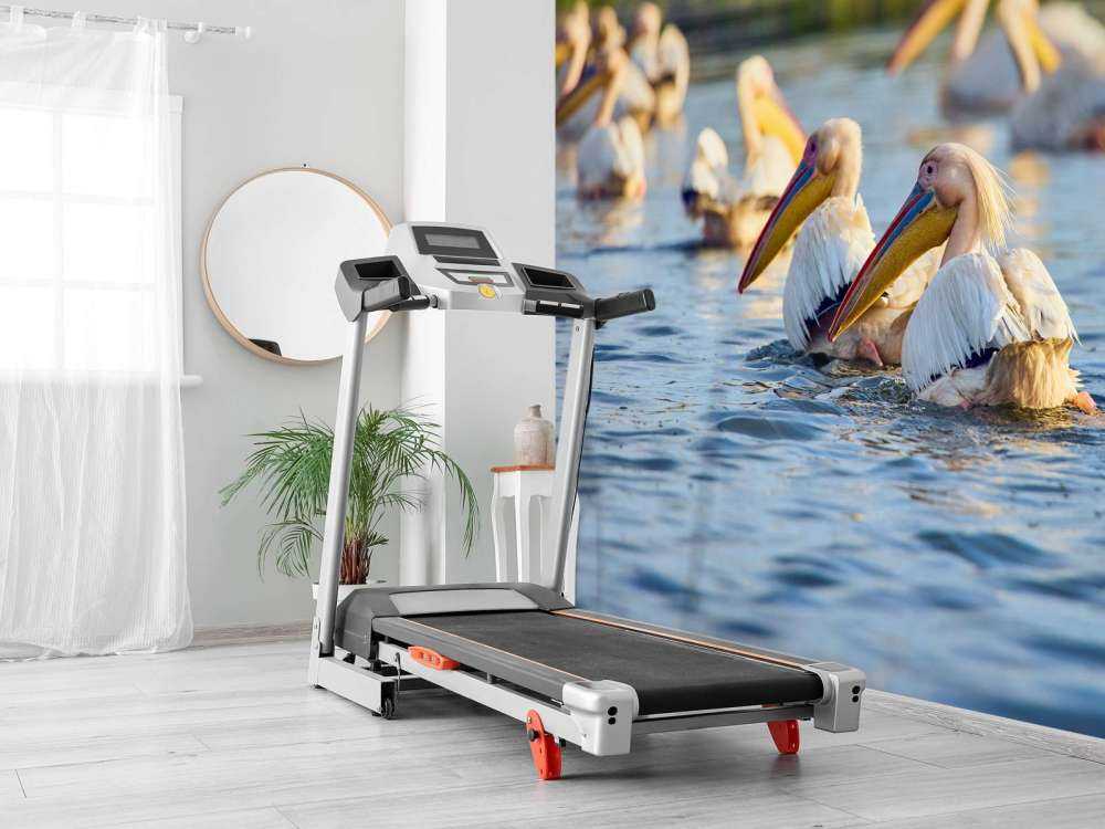 Pellicani in libertà