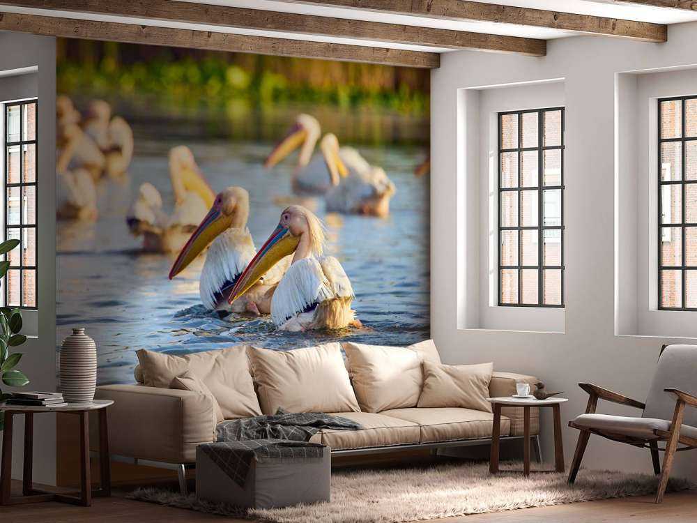 Pellicani in libertà