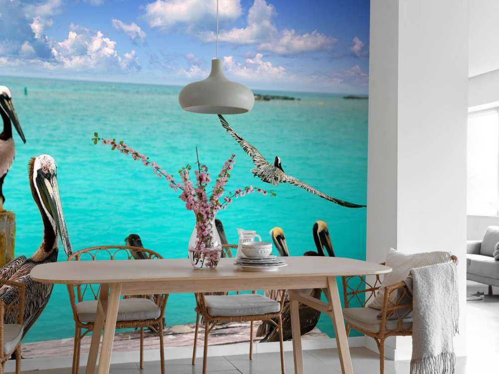 Pellicano dei Caraibi