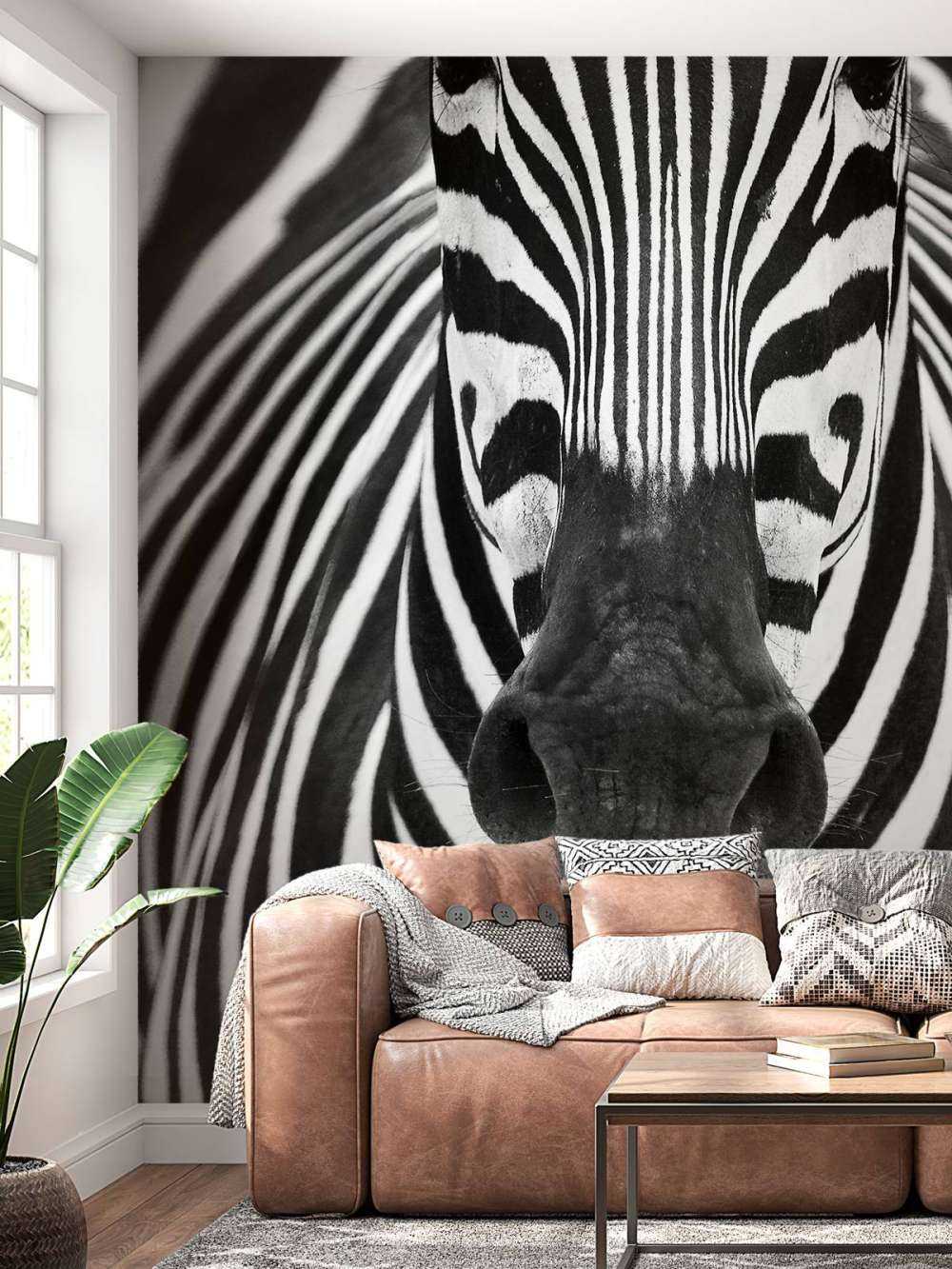 Zebra close-up