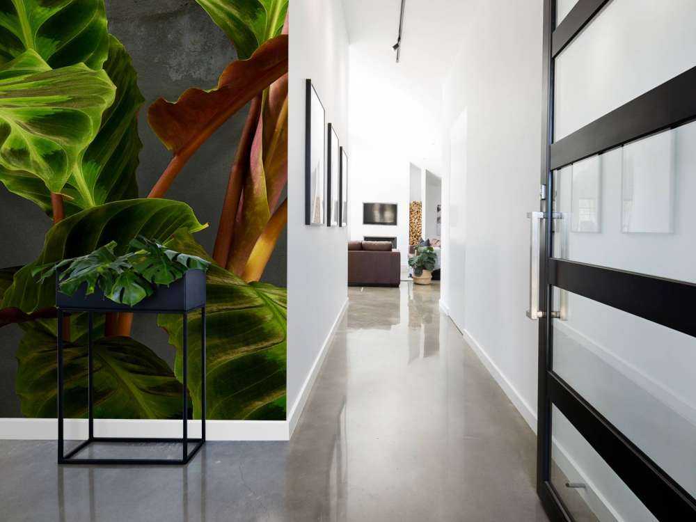 Pianta con belle foglie verdi