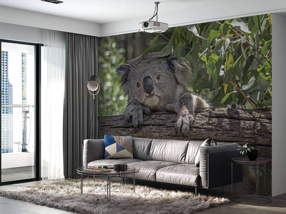 Koala carino