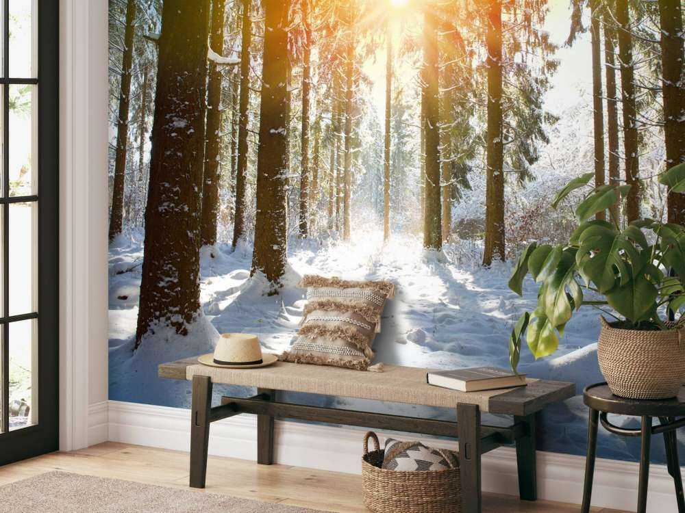 Luce del sole nella foresta d'inverno