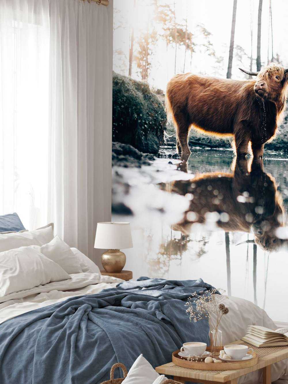 Highlander scozzese in acqua