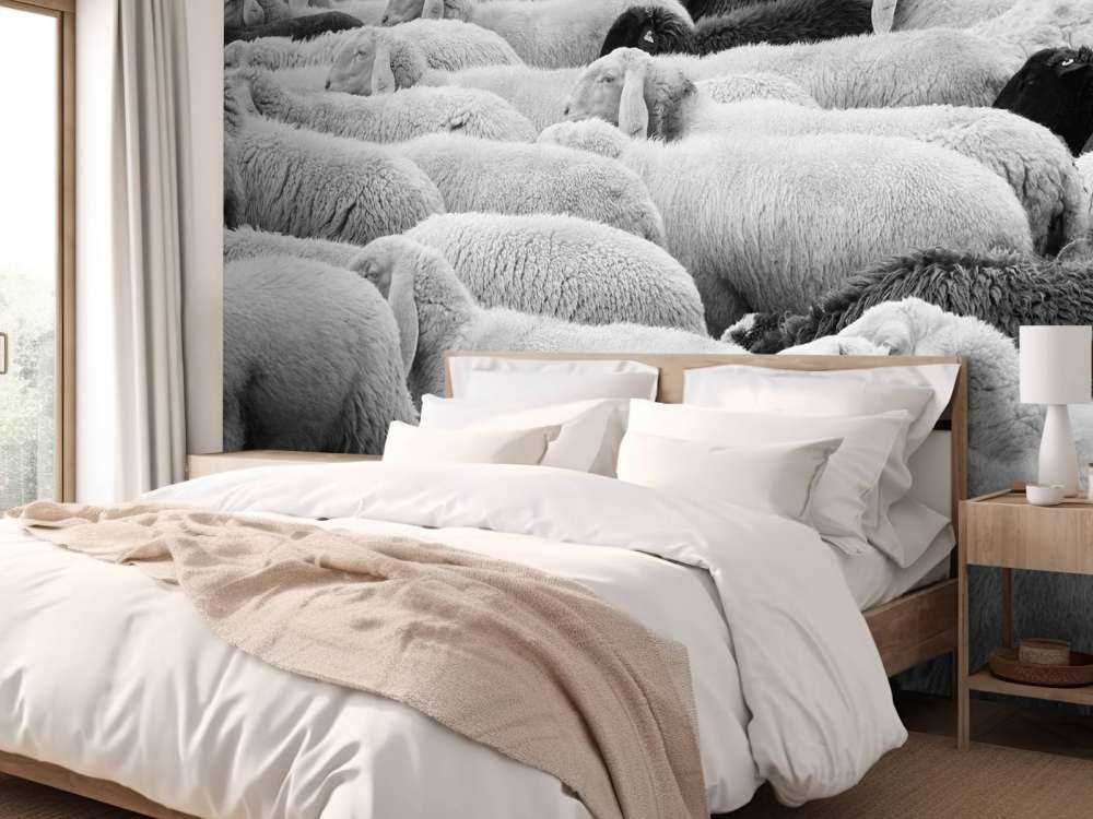 Pecora in bianco e nero