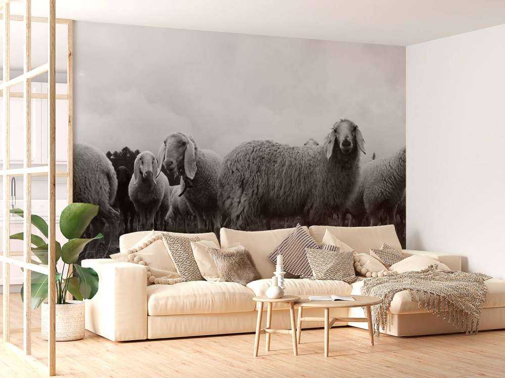 Gregge di pecore in bianco e nero