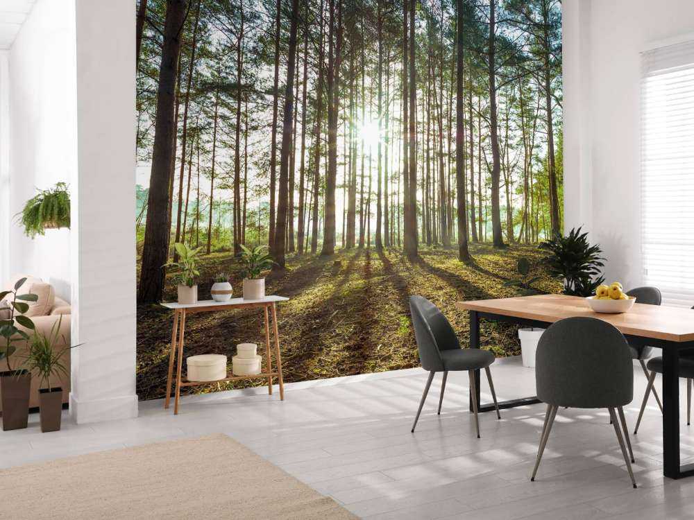 Sun rays through trees