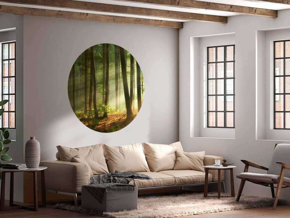 Il sole del mattino tra gli alberi