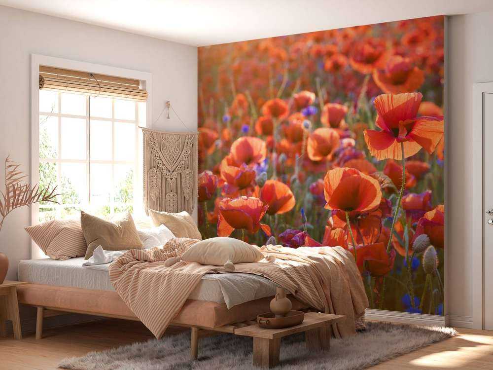 Papaveri alla luce della sera