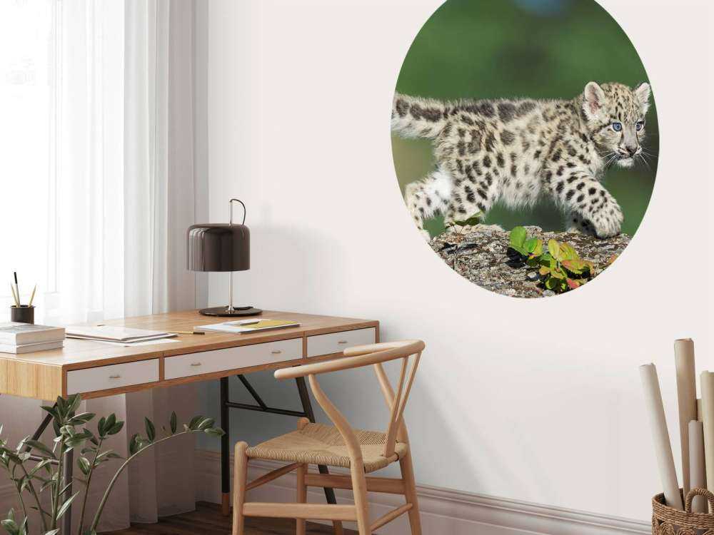 Cucciolo di leopardo delle nevi