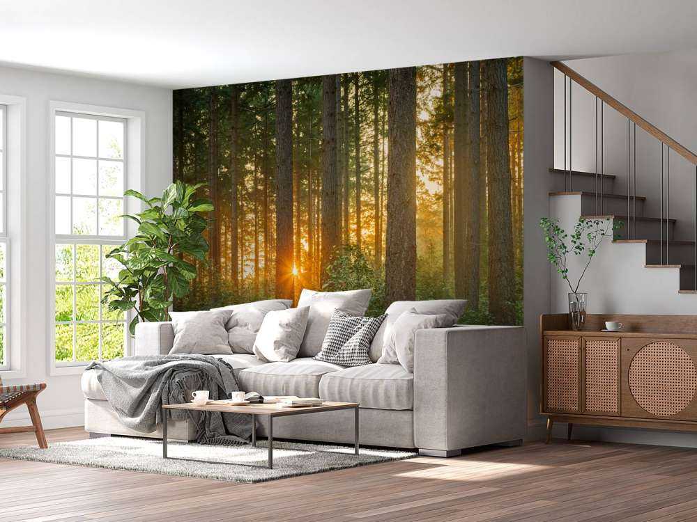 Raggi di sole in una foresta di conifere