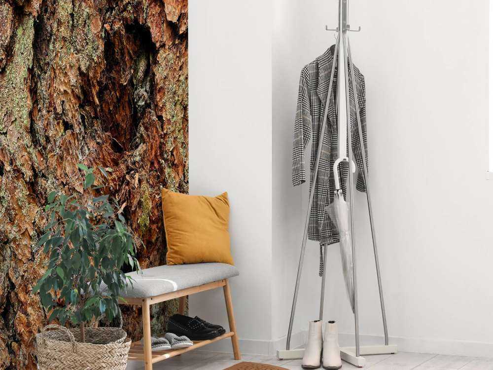 Albero corteccia vecchio albero 