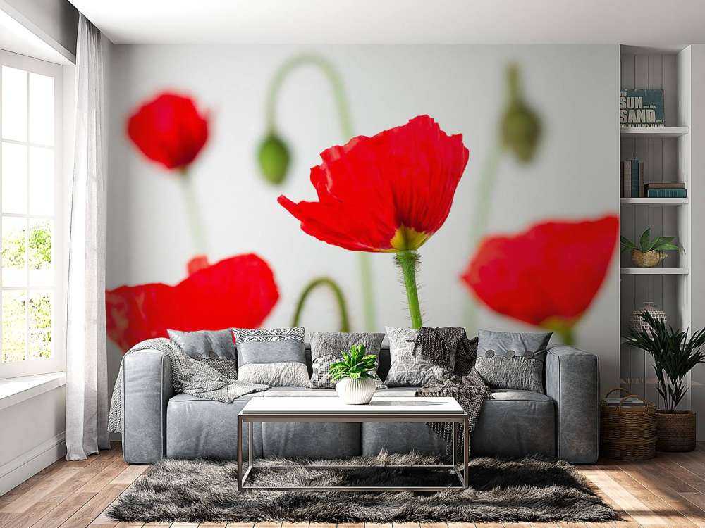 Papaveri rossi ravvicinati