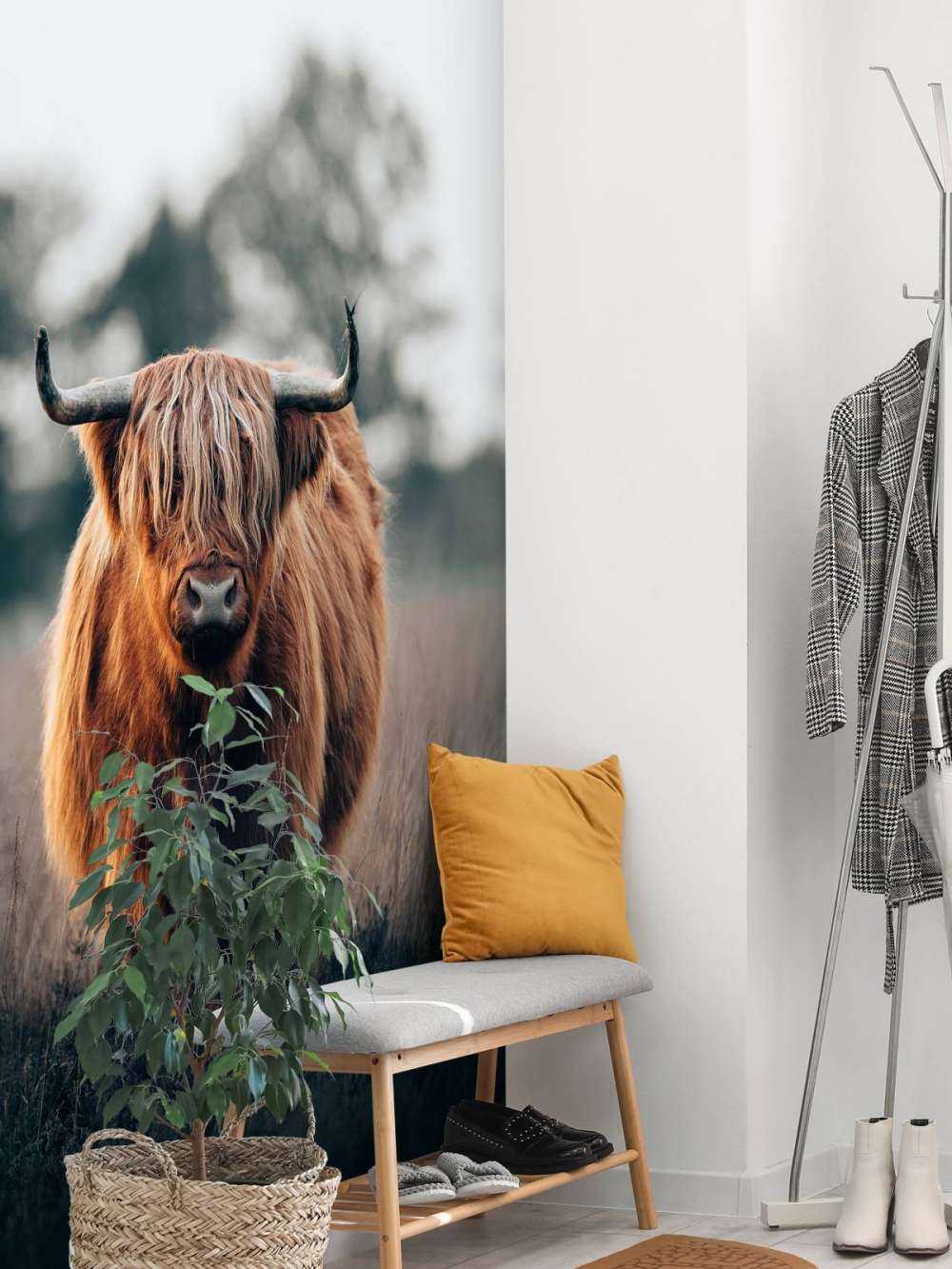 Ritratto di bovini delle Highlands