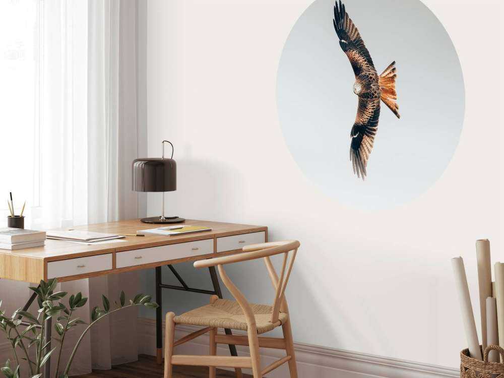 Nibbio rosso ad ali spiegate