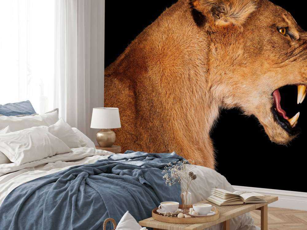 Vista laterale leonessa