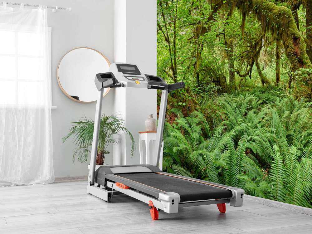 Felci in un vecchio bosco