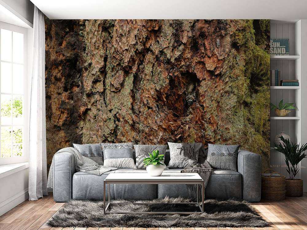 Albero corteccia vecchio albero 