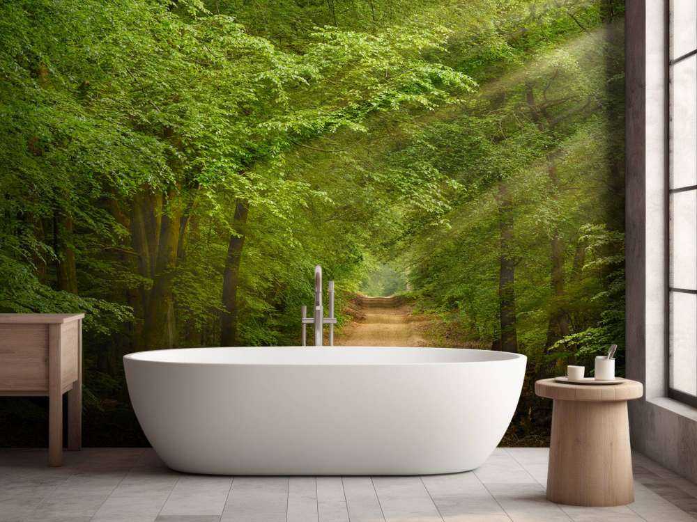 Rospo nella foresta con raggi di sole 