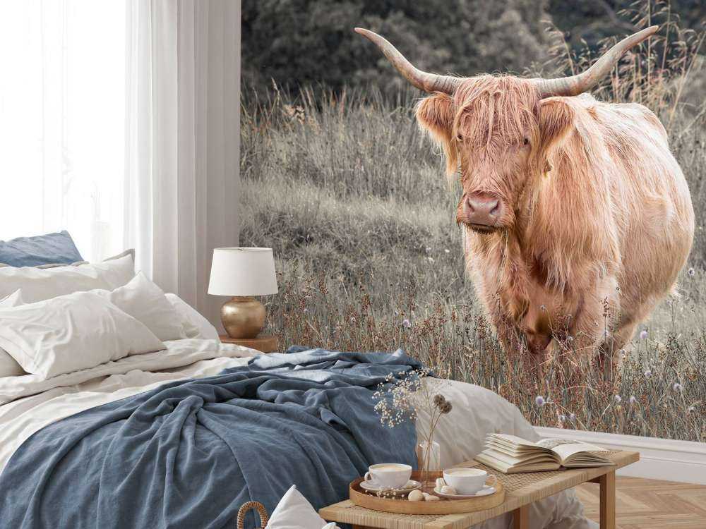 Highlander scozzese in un campo