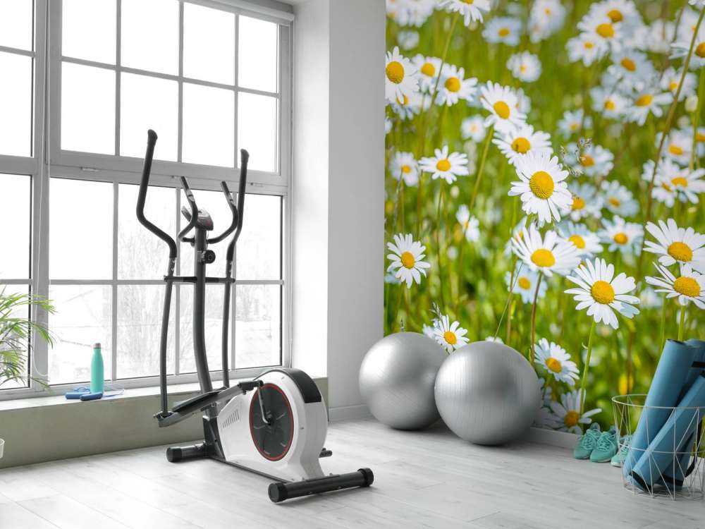 Margherite in un campo