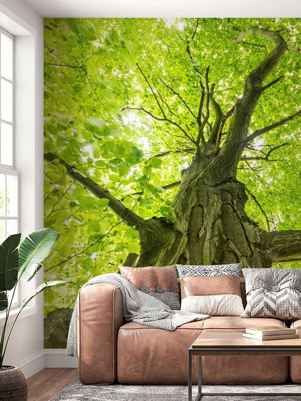 Grande albero nella foresta