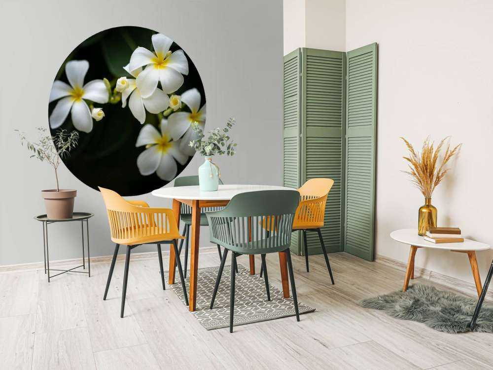 Plumeria primo piano