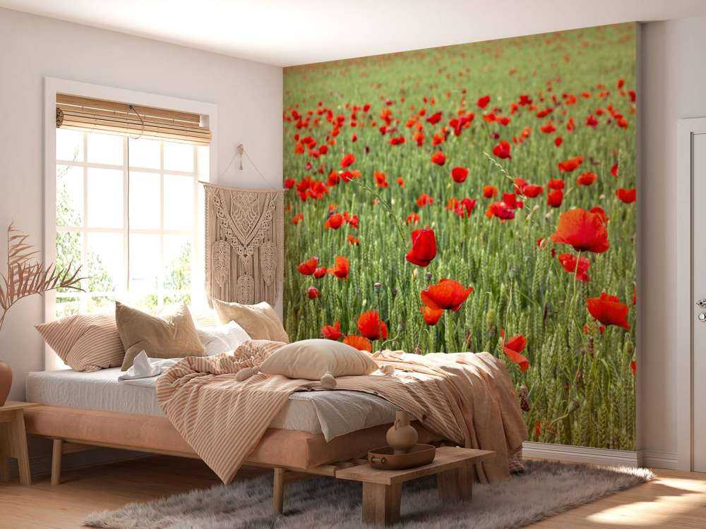 Campo di papaveri rossi