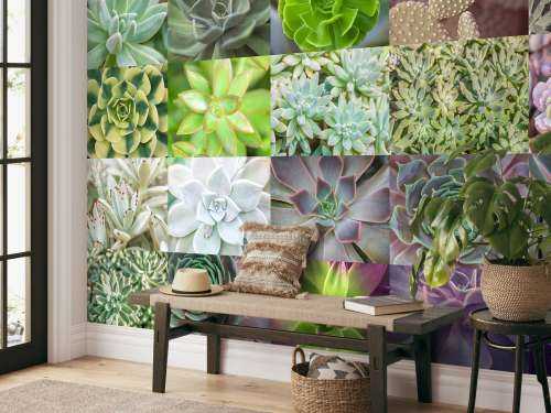 Succulente