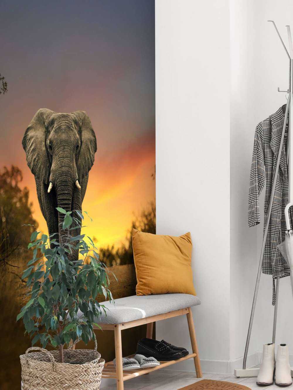 Elefante al tramonto