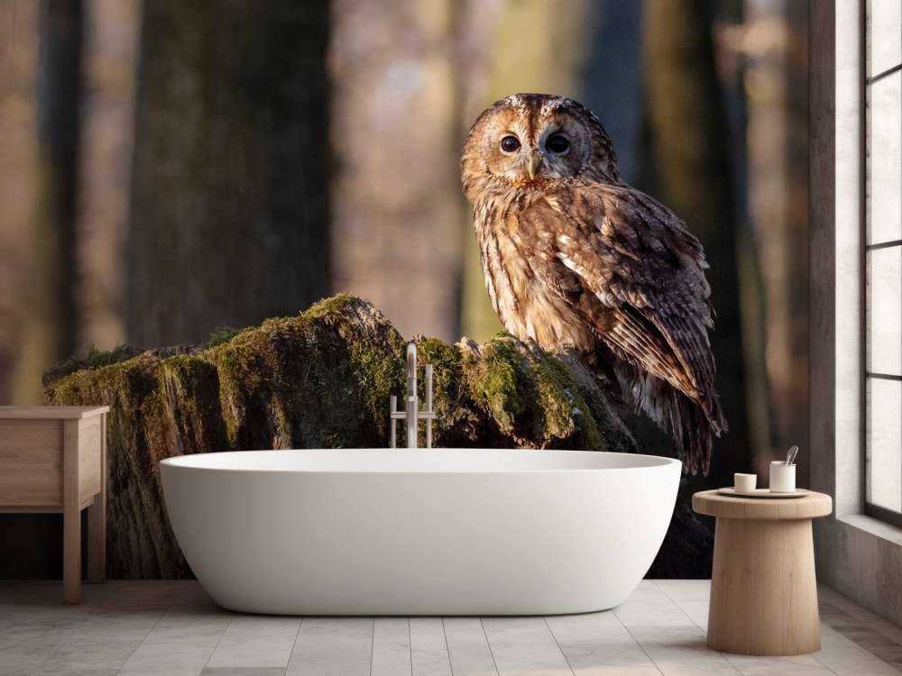 Piccolo gufo su un albero rotto