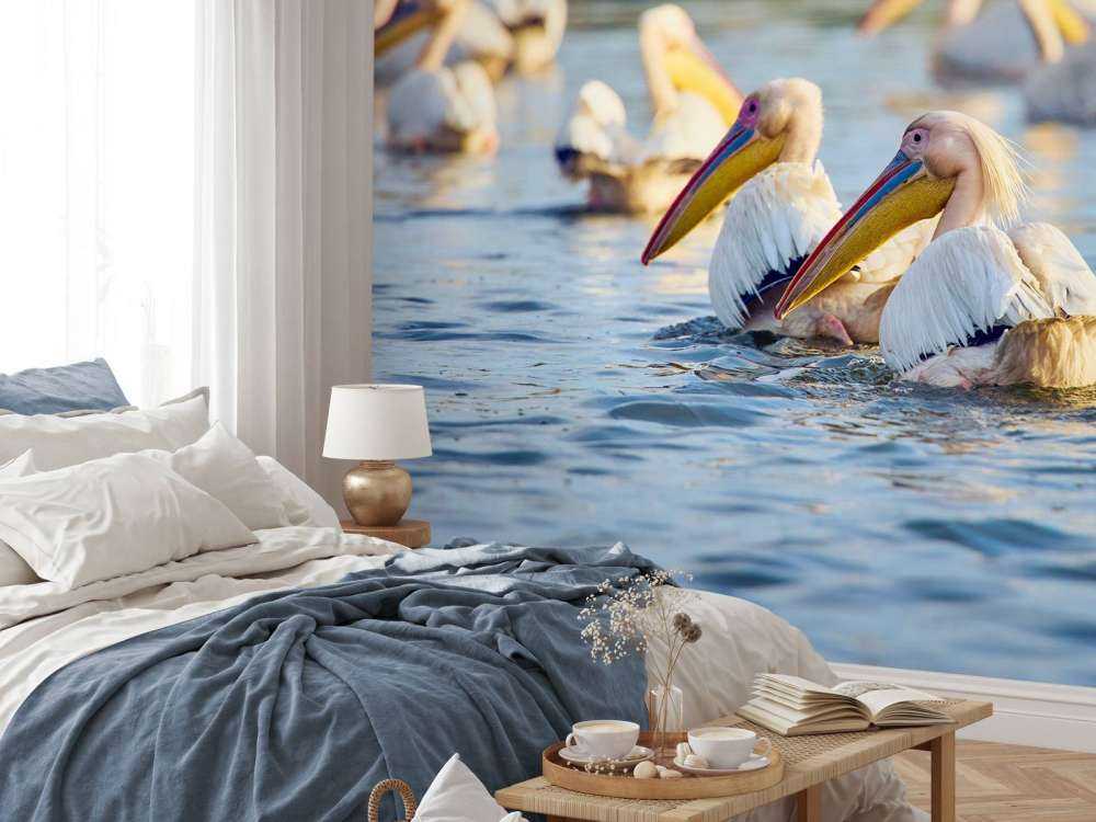 Pellicani in libertà