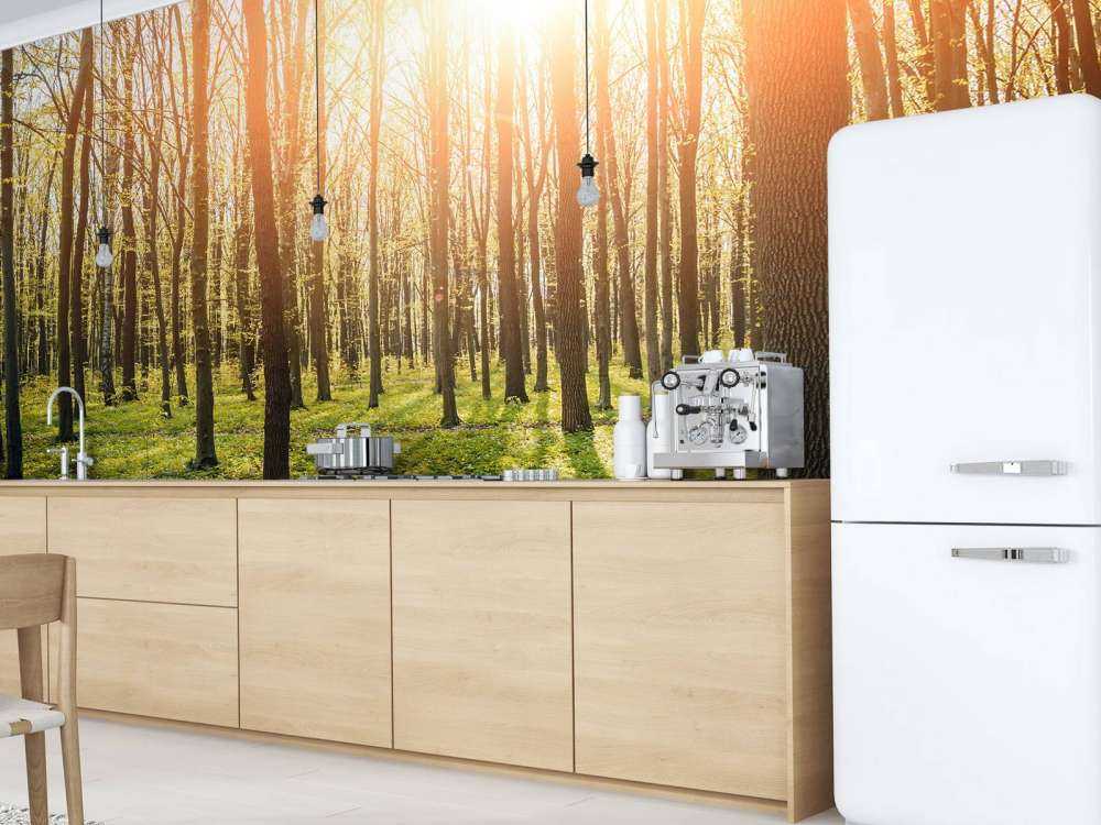 Sole serale in un bosco