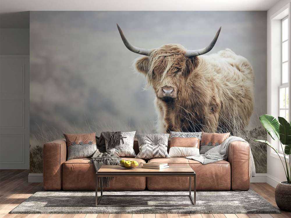 Highlander scozzese in natura