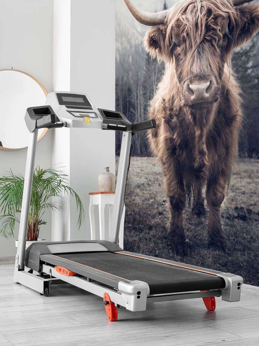 Highlander scozzese vicino alla foresta