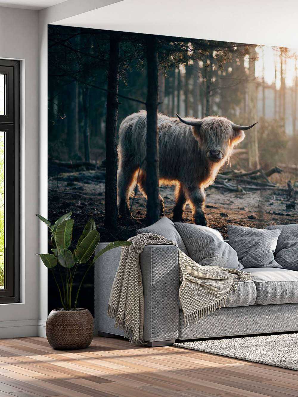 Highlander scozzese bianco