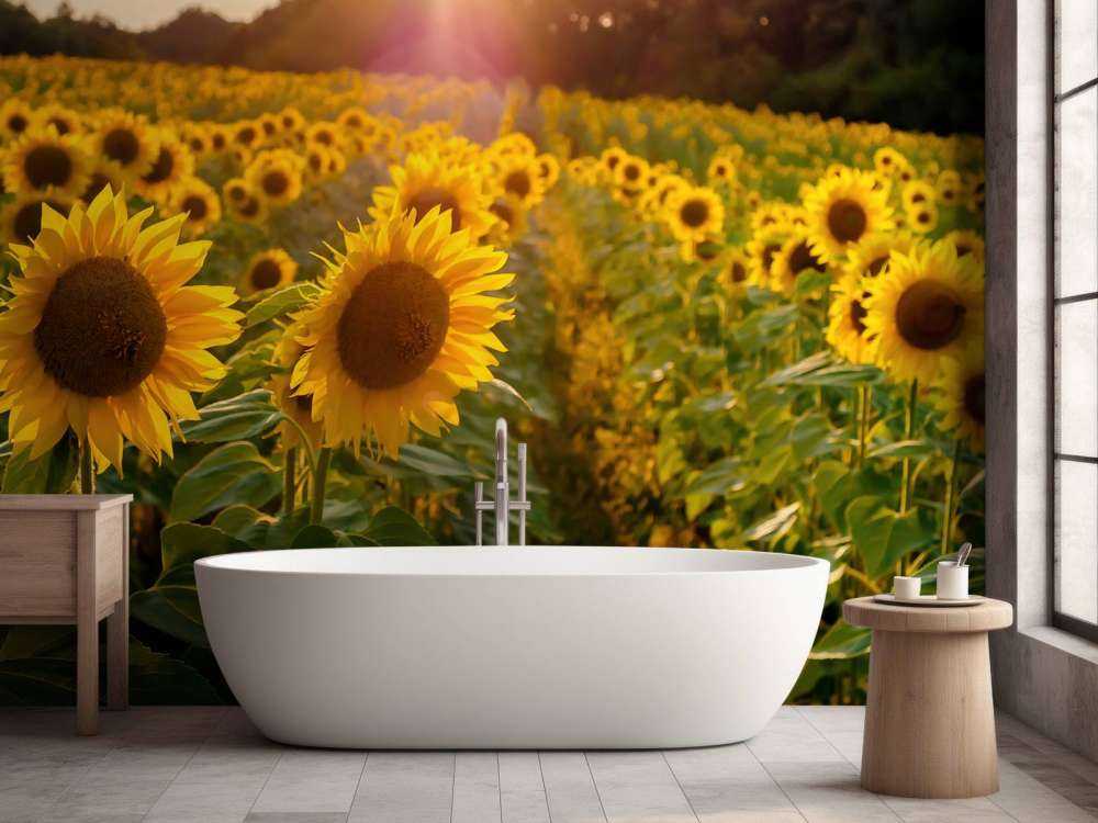 Fattoria dei girasoli