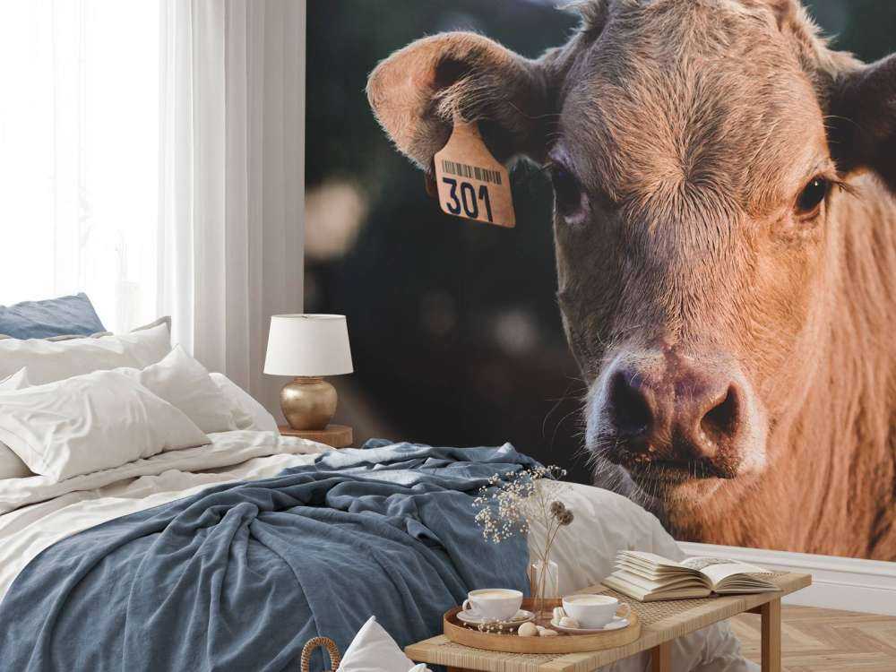 Mucca in primo piano