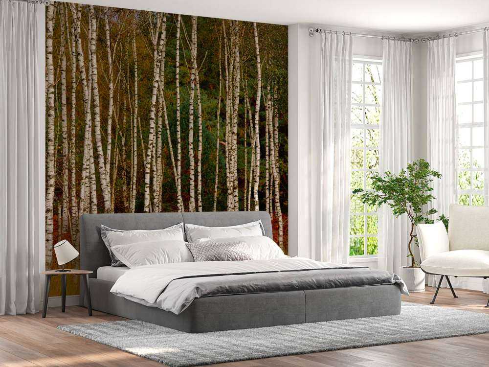 Betulle ai margini della foresta