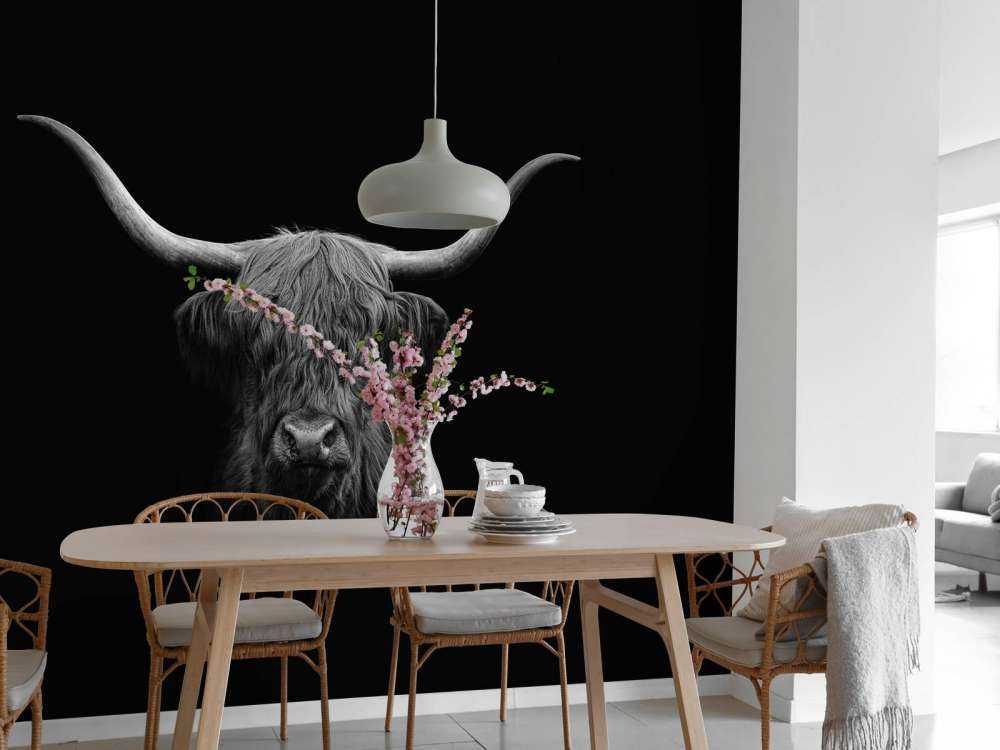 Highlander scozzese in bianco e nero