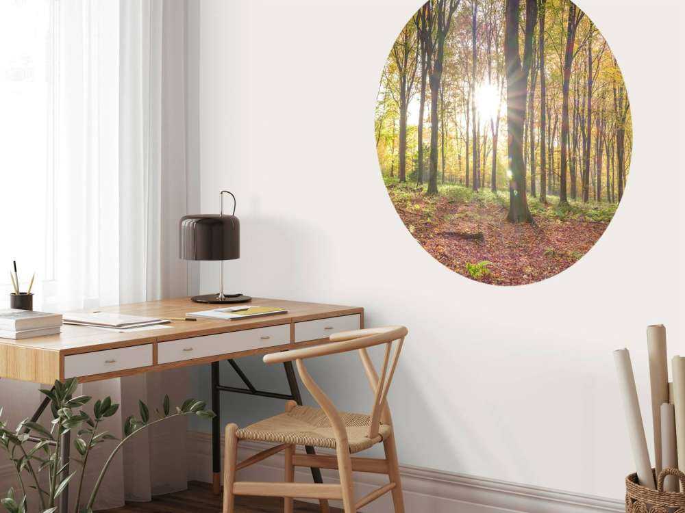 La luce del sole attraverso la foresta autunnale