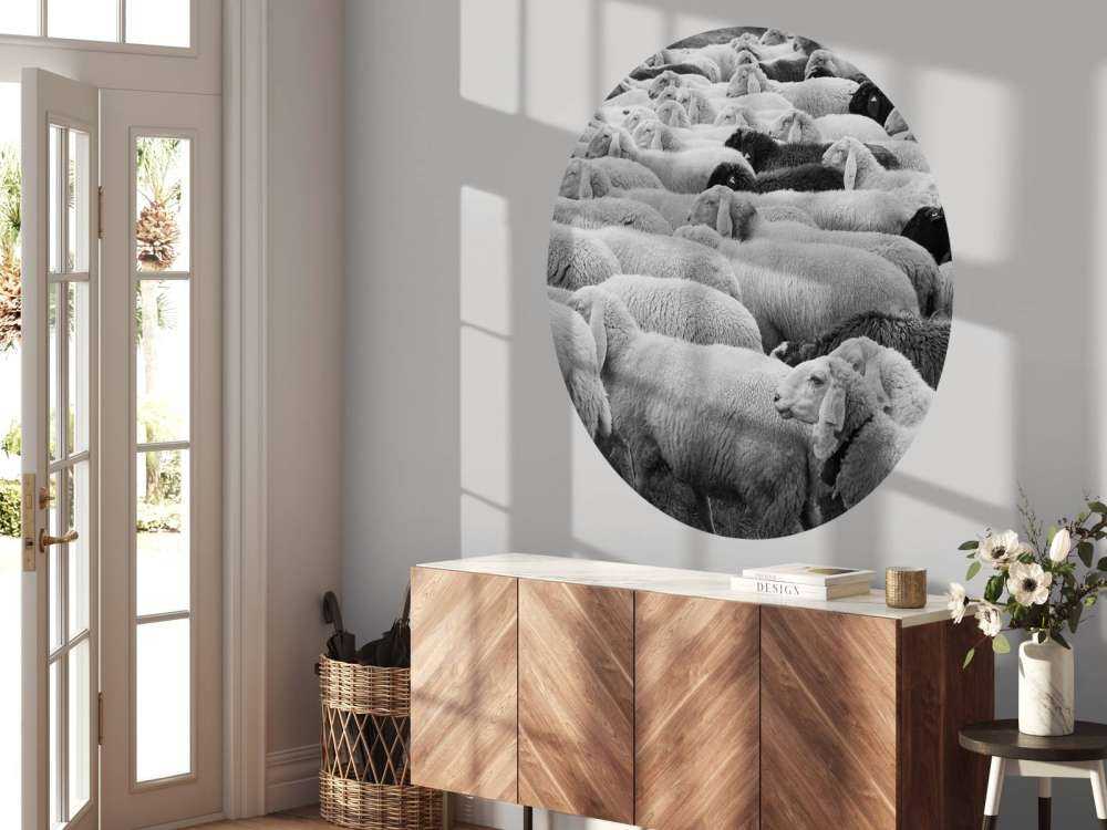 Pecora in bianco e nero