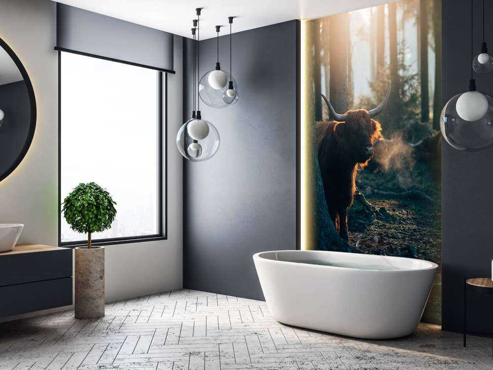 Highlander scozzese nella luce del mattino