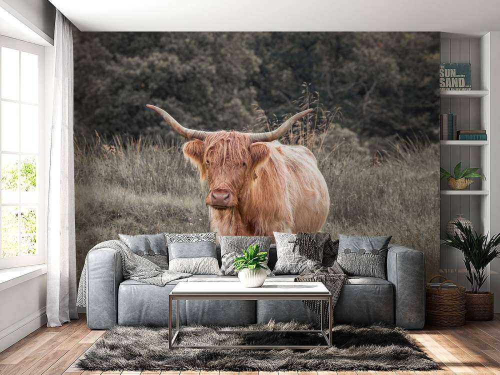 Highlander scozzese in un campo