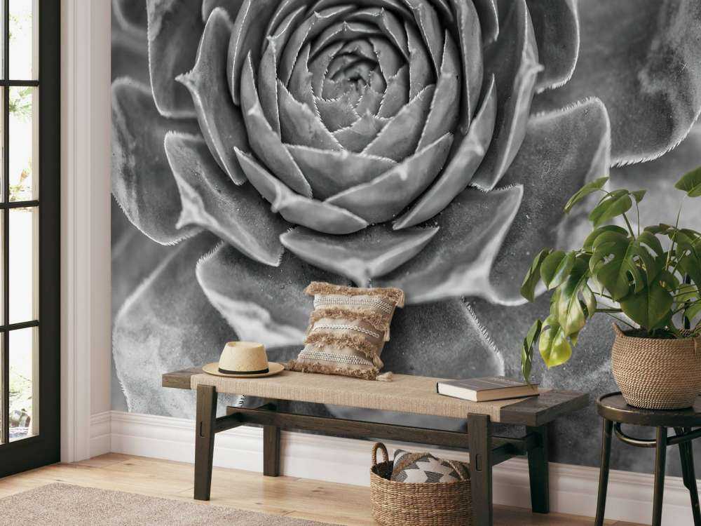 Succulento primo piano