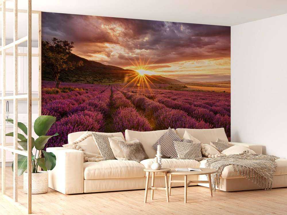 Lavanda sotto il sole