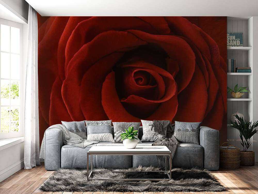 Rosa rossa da vicino